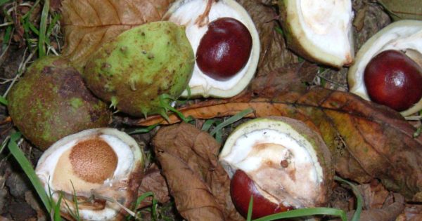 Conkers in their shells on a woodland floor